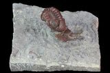Red Barrandeops On Leonaspis Trilobite - Hmar Laghdad, Morocco #71620-1